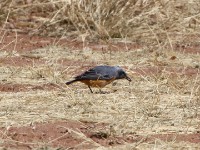 Short-toed Rock Thrush (Monticola brevipes)