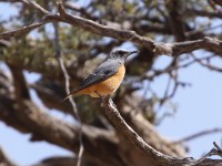 Short-toed Rock Thrush (Monticola brevipes)