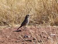 Chat Flycatcher (Melaenornis infuscatus)