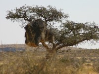 Sociable Weaver nest