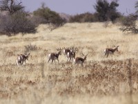 Springbok (Antidorcas marsupialis)