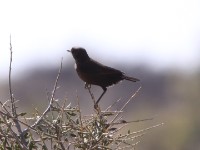 Ant-eating Chat (Myrmecocichla formicivora)
