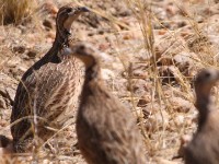Orange River Francolin (Scleroptila gutturalis)