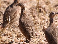Orange River Francolin (Scleroptila gutturalis)