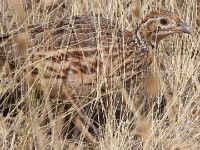 Orange River Francolin (Scleroptila gutturalis)
