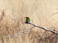 Swallow-tailed Bee-eater (Merops hirundineus)