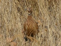 Orange River Francolin (Scleroptila gutturalis)