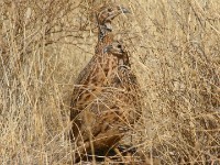 Orange River Francolin (Scleroptila gutturalis)