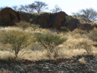 Klipspringer (Oreotragus oreotragus)