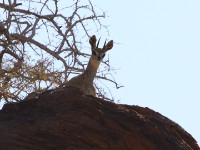 Klipspringer (Oreotragus oreotragus)