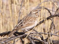 Sabota Lark (Calendulauda sabota)