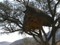 Sociable Weaver nest