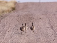Rüppell's Korhaan (Eupodotis rueppelii)