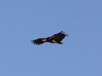 Lappet-faced Vulture (Torgos tracheliotos)