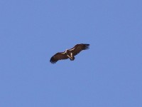 Lappet-faced Vulture (Torgos tracheliotos)