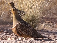 Namaqua Sandgrouse (Pterocles namaqua)