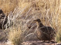 Namaqua Sandgrouse (Pterocles namaqua)