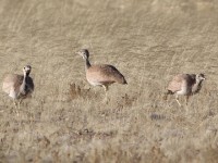 Rüppell's Korhaan (Eupodotis rueppelii)