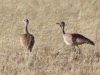 Rüppell's Korhaan (Eupodotis rueppelii)