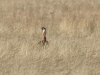 Ludwig's Bustard (Neotis ludwigii)