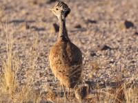 Rüppell's Korhaan (Eupodotis rueppelii)