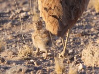 Rüppell's Korhaan (Eupodotis rueppelii)