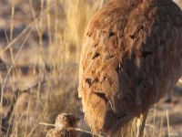 Rüppell's Korhaan (Eupodotis rueppelii)