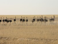 Common Ostrich (Struthio camelus)