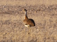Ludwig's Bustard (Neotis ludwigii)