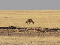 Brown Hyena (Hyaena brunnea)