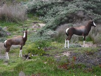 Cape Point