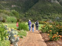 Kirstenbosch