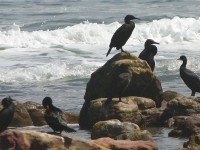 Kommetjie