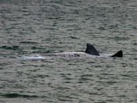 Southern Right Whale (Eubalaena australis)