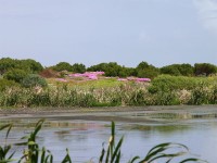 Strandfontein