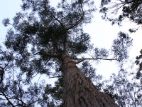 Tokai Arboretum