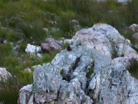 Cape Rockjumper (Chaetops frenatus)