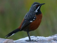 Cape Rockjumper (Chaetops frenatus)