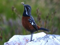 Cape Rockjumper (Chaetops frenatus)