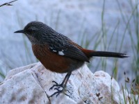 Cape Rockjumper (Chaetops frenatus)