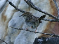 Grey-backed Cisticola (Cisticola subruficapilla)
