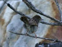 Grey-backed Cisticola (Cisticola subruficapilla)