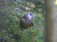 Cape Siskin (Crithagra totta)