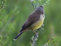Cape Siskin (Crithagra totta)