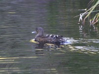 African Black Duck (Anas rubripes)