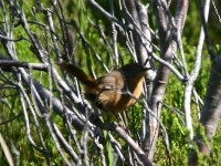 Victorin's Warbler (Cryptillas victorini)