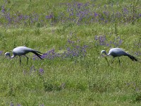 Blue Crane (Grus paradisea)