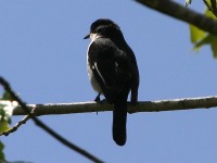 Fiscal Flycatcher (Melaenornis silens)