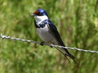 White-throated Swallow (Hirundo albigularis)