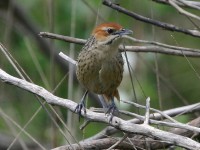 Cape Grassbird (Sphenoeacus afer)